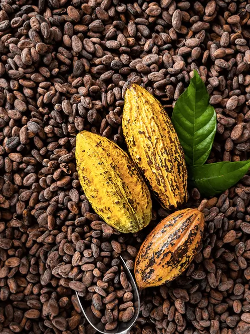 Fournisseur cacao Fournisseur cacao