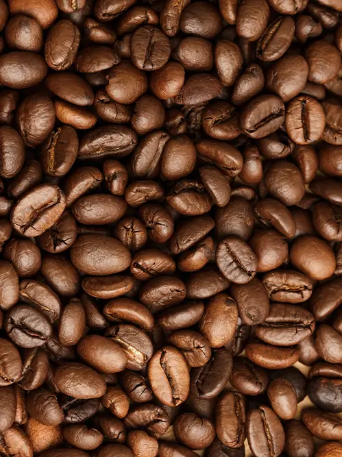 Fournisseur café robusta Fournisseur café robusta