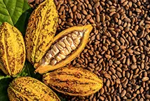 Grossiste cacao Grossiste cacao