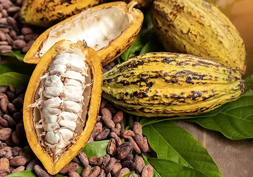 Importateur fèves de cacao Importateur fèves de cacao