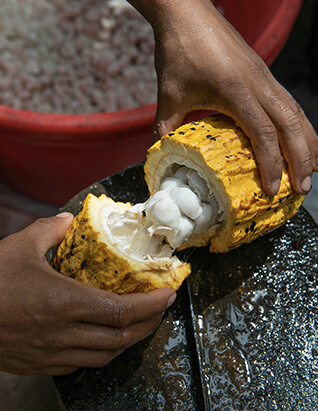 cocoa wholesaler