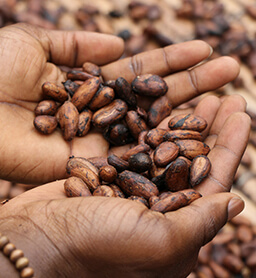 cocoa wholesaler
