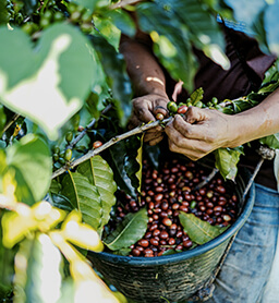 coffee wholesaler