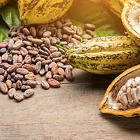 Vente en gros de fèves de CACAO