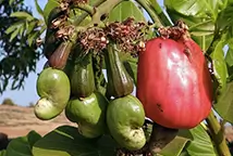 Grossiste noix de cajou brute