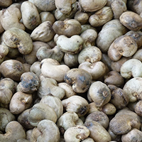 Vente en gros de noix de cajou brute