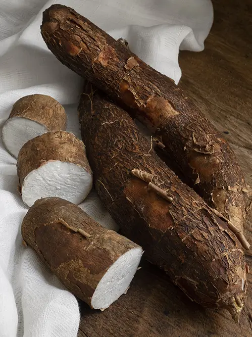 Fournisseur de manioc séché